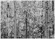 Aspens with early autumn snowfall. Rocky Mountain National Park ( black and white)