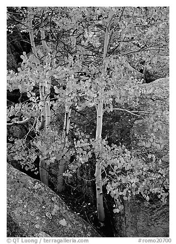 Aspens with multicolored leaves growing in boulder field. Rocky Mountain National Park (black and white)