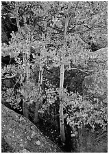 Aspens with multicolored leaves growing in boulder field. Rocky Mountain National Park, Colorado, USA. (black and white)