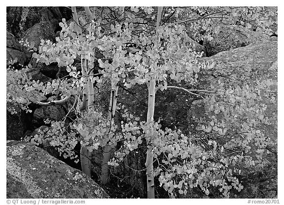 Colorful Aspen and boulders. Rocky Mountain National Park (black and white)