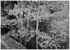 Colorful Aspen and boulders. Rocky Mountain National Park ( black and white)