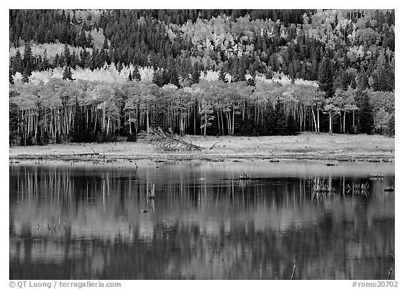 Mixed trees and  reflections. Rocky Mountain National Park (black and white)