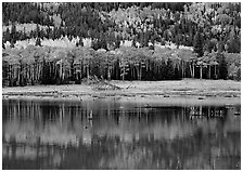 Mixed trees and  reflections. Rocky Mountain National Park ( black and white)