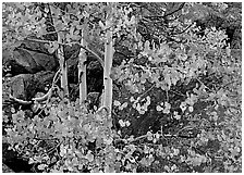 Colorful Aspen and boulders. Rocky Mountain National Park, Colorado, USA. (black and white)