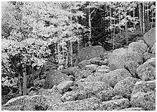 Boulders and aspens with yellow leaves. Rocky Mountain National Park ( black and white)