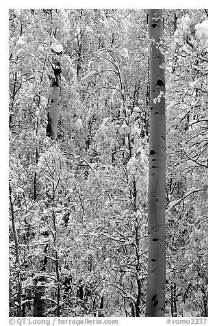 Aspens in fall foliage and snow. Rocky Mountain National Park (black and white)