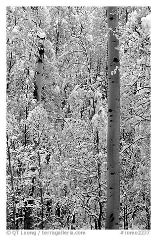 Aspens in fall foliage and snow. Rocky Mountain National Park, Colorado, USA.