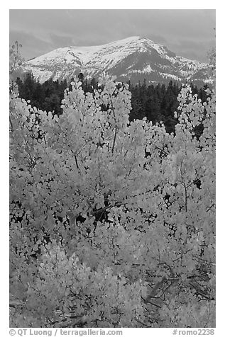 Orange aspens and blue mountains. Colorado, USA (black and white)