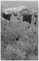 Orange aspens and blue mountains. Colorado, USA ( black and white)