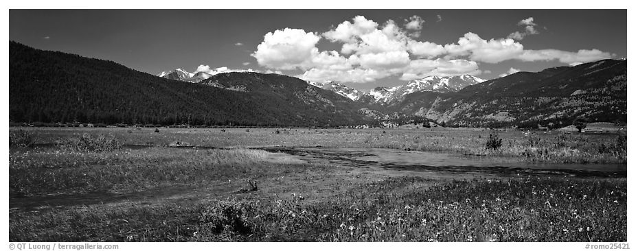 Summer wildflowers and stream in mountain meadow. Rocky Mountain National Park (black and white)