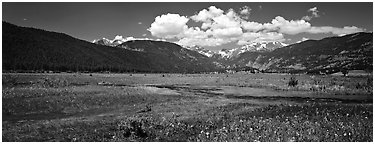 Summer wildflowers and stream in mountain meadow. Rocky Mountain National Park (Panoramic black and white)