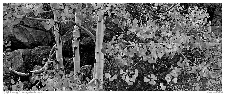 Three orange aspen trees. Rocky Mountain National Park (black and white)