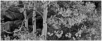 Three orange aspen trees. Rocky Mountain National Park (Panoramic black and white)