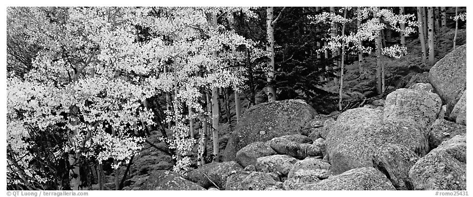 Fall scenery with yellow aspens and boulders. Rocky Mountain National Park (black and white)