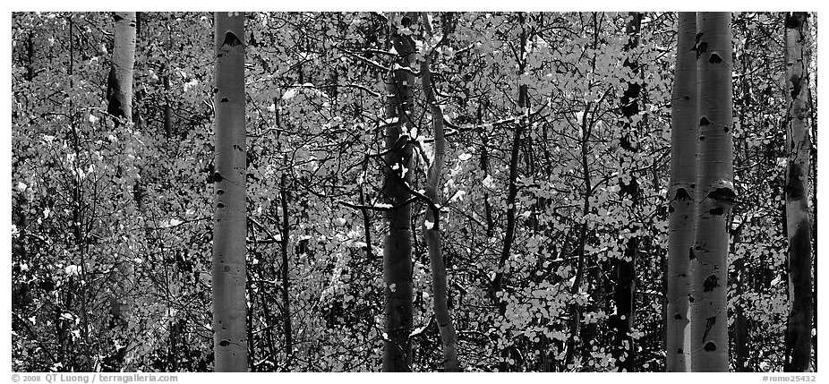 Aspen forest in autumn with a dusting of snow. Rocky Mountain National Park (black and white)