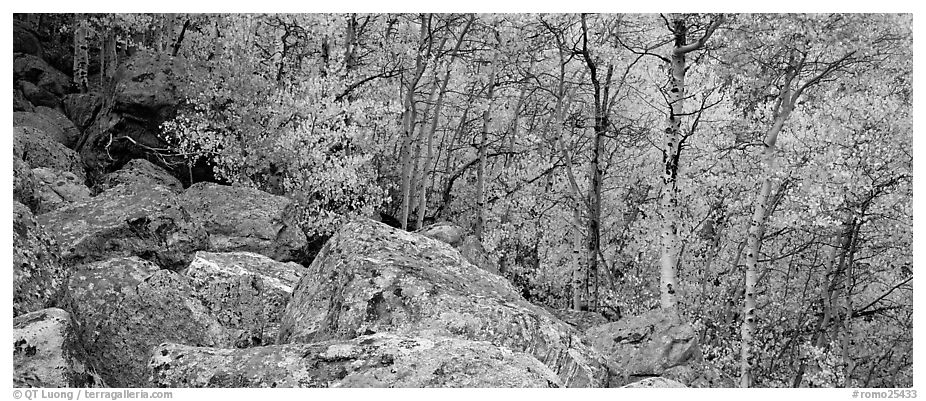 Aspens in yellow autumn foliage and boulder field. Rocky Mountain National Park (black and white)