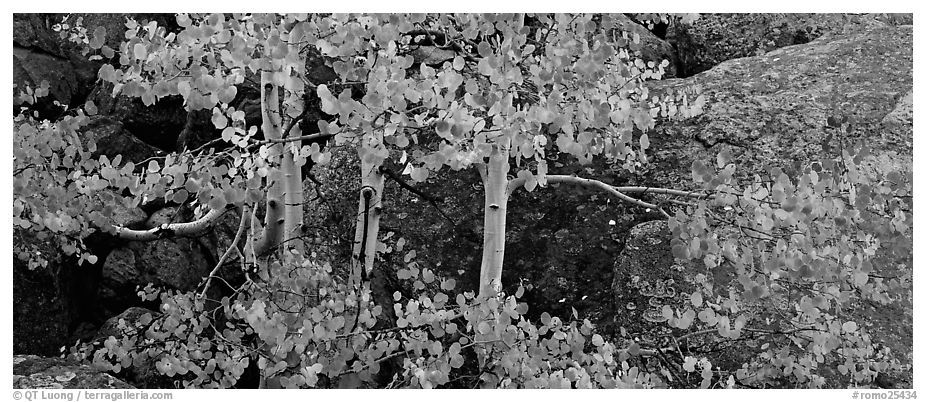 Aspen trees with fall leaves. Rocky Mountain National Park (black and white)