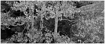 Aspen trees with fall leaves. Rocky Mountain National Park (Panoramic black and white)