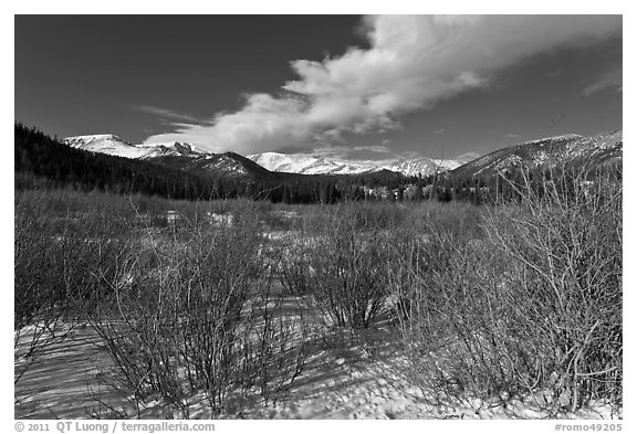 Willows near beaver pond in winter. Rocky Mountain National Park, Colorado, USA.