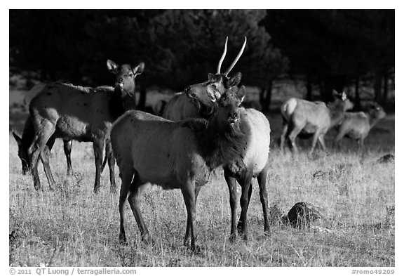 Elks. Rocky Mountain National Park (black and white)