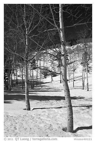 Aspen trees in winter. Rocky Mountain National Park (black and white)