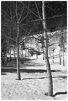 Aspen trees in winter. Rocky Mountain National Park ( black and white)