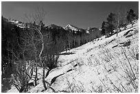 Glacier Basin in winter. Rocky Mountain National Park, Colorado, USA. (black and white)