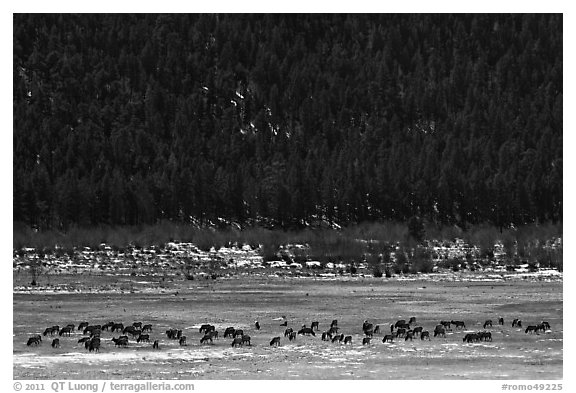 Elk Herd. Rocky Mountain National Park (black and white)