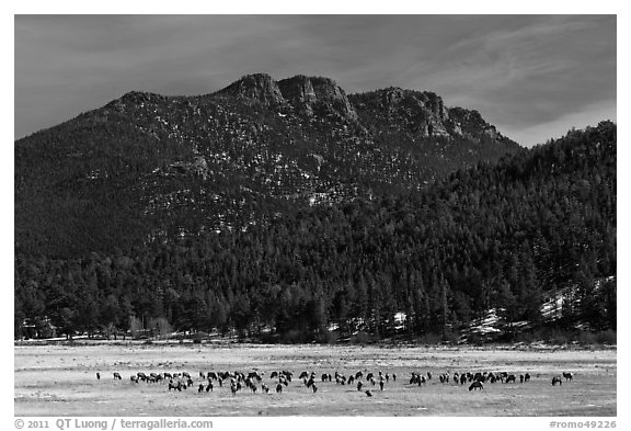 Elk Herd and  Gianttrack Mountain, late winter. Rocky Mountain National Park (black and white)
