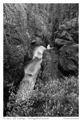 Wildflowers and creek below Adams Falls. Rocky Mountain National Park (black and white)