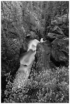 Wildflowers and creek below Adams Falls. Rocky Mountain National Park ( black and white)