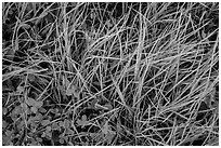 Close-up of grasses with dew. Rocky Mountain National Park, Colorado, USA. (black and white)