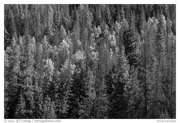 Evergreens and aspen in Kawuneeche Valley. Rocky Mountain National Park (black and white)