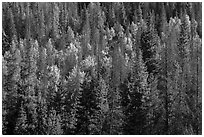 Evergreens and aspen in Kawuneeche Valley. Rocky Mountain National Park, Colorado, USA. (black and white)