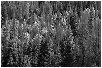 Evergreens and aspen in Kawuneeche Valley. Rocky Mountain National Park, Colorado, USA. (black and white)