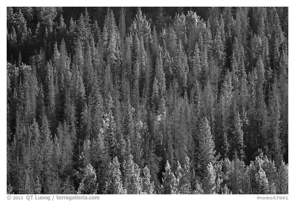 Slope with dark evergreen trees and light aspen trees. Rocky Mountain National Park (black and white)