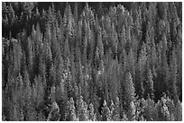 Slope with dark evergreen trees and light aspen trees. Rocky Mountain National Park, Colorado, USA. (black and white)
