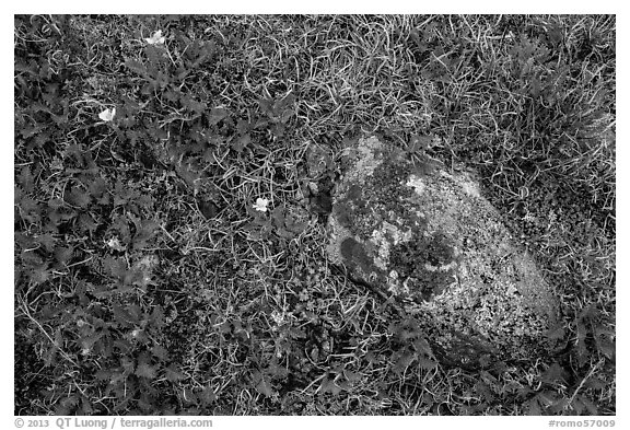 Alpine flowers and rock. Rocky Mountain National Park (black and white)