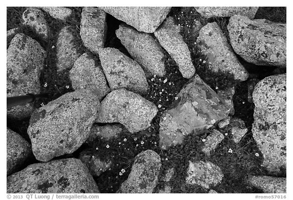 Granite rocks and yellow alpine wildflowers. Rocky Mountain National Park (black and white)