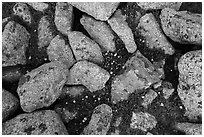 Granite rocks and yellow alpine wildflowers. Rocky Mountain National Park, Colorado, USA. (black and white)