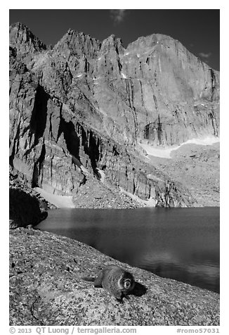 Marmot on shore of Chasm Lake below Longs peak. Rocky Mountain National Park, Colorado, USA.