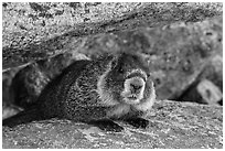 Marmot. Rocky Mountain National Park, Colorado, USA. (black and white)