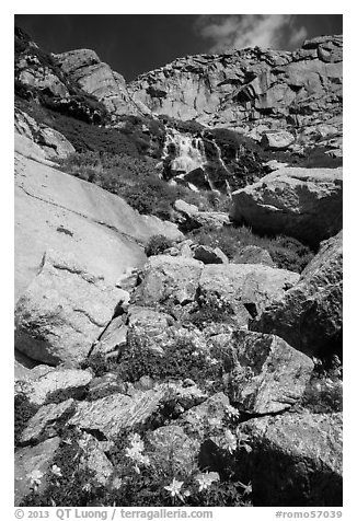 Columbine and cascades. Rocky Mountain National Park (black and white)