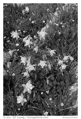 Close-up of Columbine. Rocky Mountain National Park, Colorado, USA.