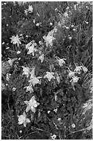 Close-up of Columbine. Rocky Mountain National Park, Colorado, USA. (black and white)