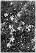 Close-up of Columbine. Rocky Mountain National Park, Colorado, USA. (black and white)