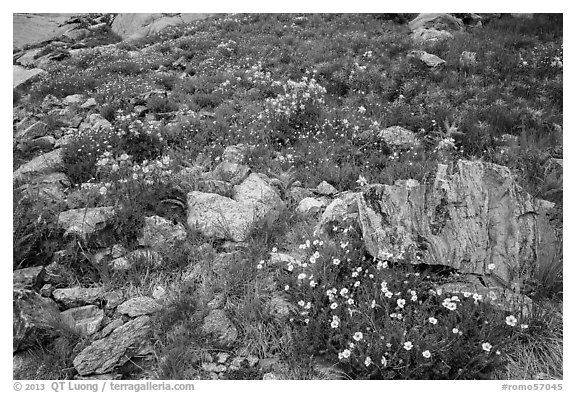 Wildflowers and boulders. Rocky Mountain National Park (black and white)