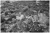 Wildflowers and boulders. Rocky Mountain National Park, Colorado, USA. (black and white)