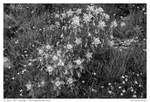 Columbine flowers. Rocky Mountain National Park (black and white)