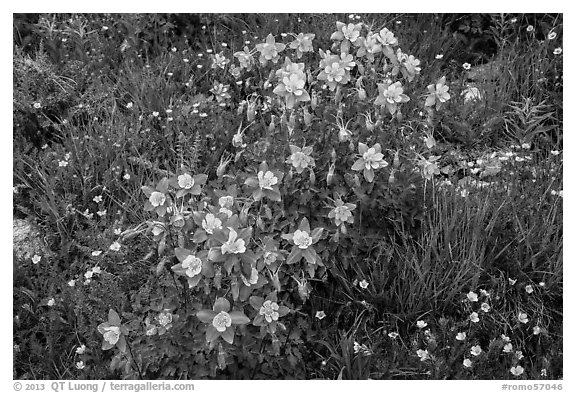 Columbine flowers. Rocky Mountain National Park, Colorado, USA.